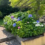 Salici, Pool & Garden *